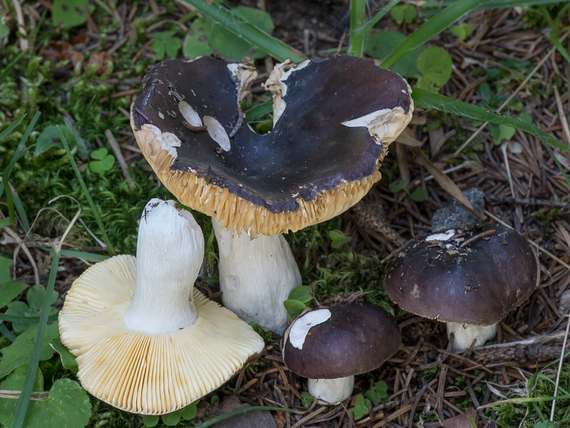 Russula firmula